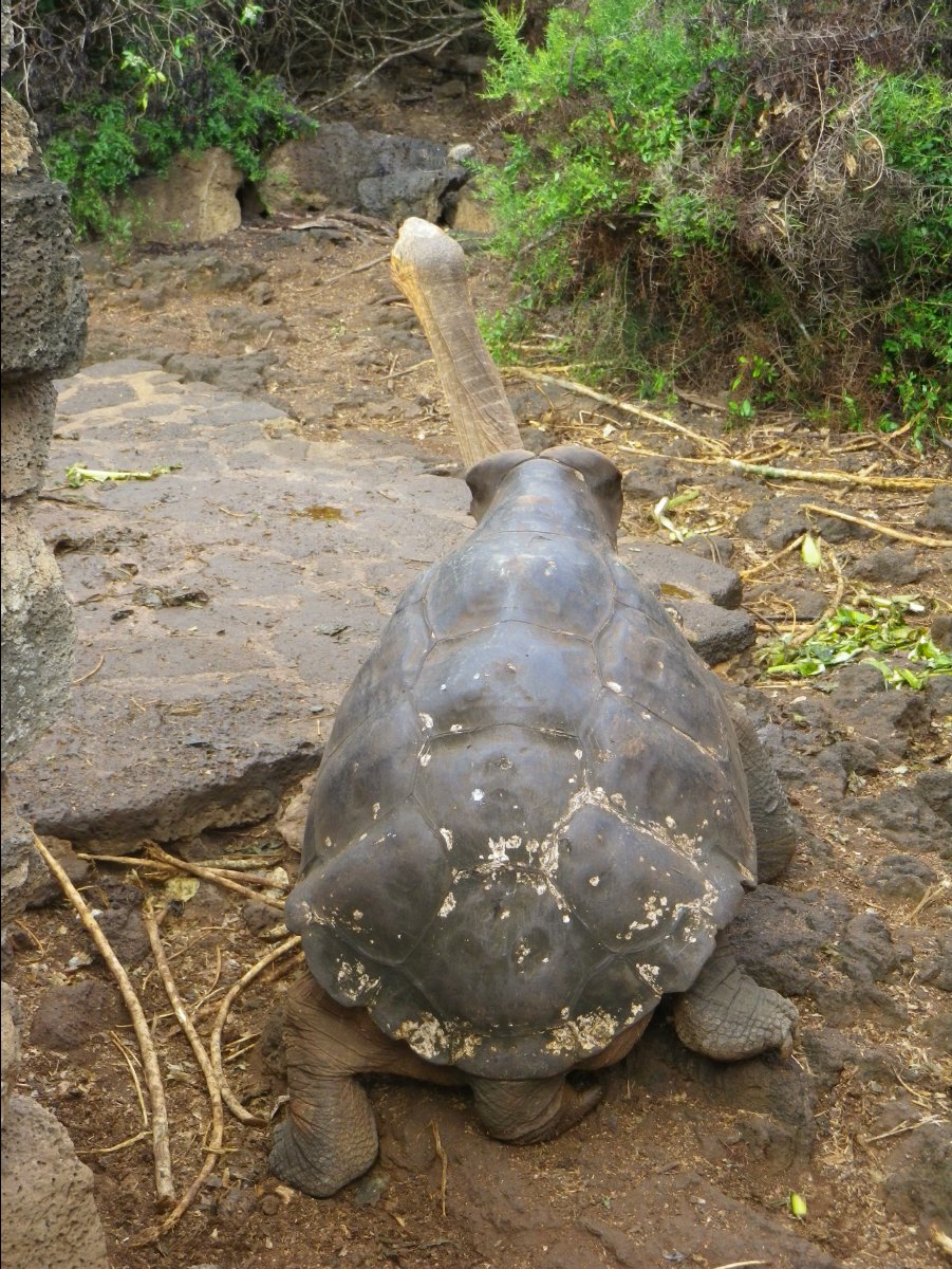 Giant Turtoise23